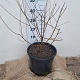 Morus alba 40-60 cm 12L