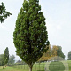Morus alba 'Fastigiata' 30-35 HO draadkluit 250 cm stam