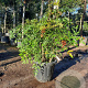 Nandina domestica 80-100 cm 2,5L