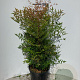 Nandina domestica 80-100 cm 2,5L