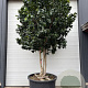 Camellia japonica 300-350 cm cont. 450L meerstammig