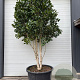 Camellia japonica 300-350 cm cont. 450L meerstammig
