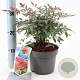 Nandina d. Obsessed 20-25 cm 2,0L