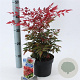 Nandina d. Obsessed 20-25 cm 2,0L