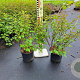 Neillia affinis 60-80 cm 15L struik