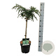 Cedrus deod. 'Feelin' Blue' 40 cm stam 4,5L