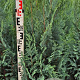 Chamaecyparis l. 'Columnaris' 100-120 cm met kluit