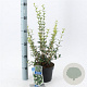 Osmanthus burkwoodii 30-40 cm 2,0L