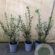 Osmanthus burkwoodii 40-60 cm 3,5L