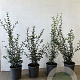 Osmanthus burkwoodii 40-60 cm 3,5L