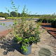 Osmanthus burkwoodii 50-60 cm 10L