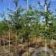 Ostrya carpinifolia 8-10 HO draadkluit