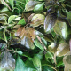 Pachysandra terminalis GM P9