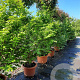 Parrotia persica 200-250 cm container meerstammig extra