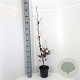 Fagus sylvatica 80-100 cm 3,0L