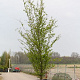 Parrotia persica 'Vanessa' 10-12 HO 40L