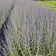 Perovskia 'Blue Spire' 30-40 cm 2,0L