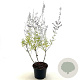 Perovskia 'Blue Spire' 30-40 cm 2,0L