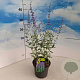 Perovskia 'Blue Spire' 30-40 cm 2,0L