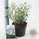 Perovskia 'Blue Spire' 30-40 cm 2,0L