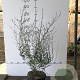 Perovskia 'Blue Spire' 40-60 cm 7,5L