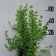 Philadelphus 'Manteau d'Hermine' 60-80 cm 10L