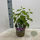 Philadelphus 'Virginal' 30-40 cm 2,0L