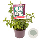 Philadelphus 'Virginal' 30-40 cm 3,0L