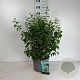 Philadelphus 'Virginal' 60-80 cm 10L