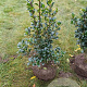 Ilex meserv. Heckenfee 60-80 cm met kluit