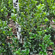 Ilex meserv. Heckenfee 80-100 cm met kluit