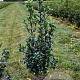 Ilex meserv. Heckenfee 80-100 cm met kluit