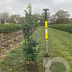 Ilex meserv. Heckenfee 100-125 cm met kluit