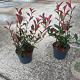 Photinia fraseri Carré Rouge GM C3