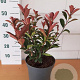 Photinia fraseri Carré Rouge GM C3