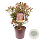 Photinia fraseri 'Carré Rouge' 60-65 cm 10L