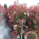 Photinia fraseri 'Red Robin' 150-175 cm 25L
