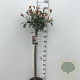 Photinia fraseri 'Red Robin' 90 cm stam 10L