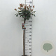 Photinia fraseri 'Red Robin' 90 cm stam 10L