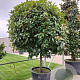 Photinia fraseri 'Red Robin' halfstam container