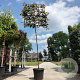 Photinia fraseri 'Red Robin' 8-10 HO container