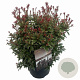 Pieris jap. 'Little Heath' 25-30 cm 3,0L