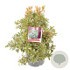 Pieris jap. 'Little Heath' 25-30 cm 3,0L