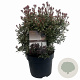 Pieris jap. 'Little Heath' 25-30 cm 3,0L