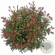 Pieris jap. 'Little Heath' 25-30 cm 3,0L