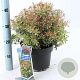 Pieris jap. 'Little Heath' 30-40 cm 5,0L