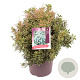 Pieris jap. 'Little Heath' 30-40 cm 5,0L