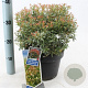Pieris jap. 'Little Heath' 30-40 cm 5,0L