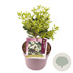 Pittosporum tobira 25 cm 3,0L