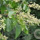 Poliothyrsis sinensis 20-25 HO draadkluit 250 cm stam